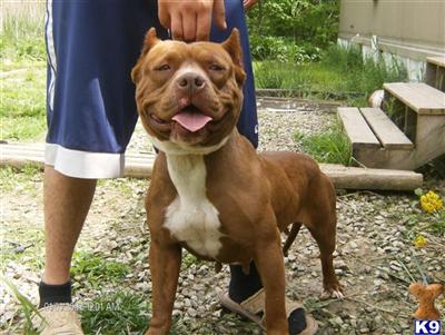 Puppies in IL