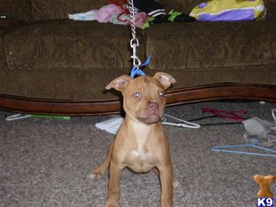 Puppies in IL