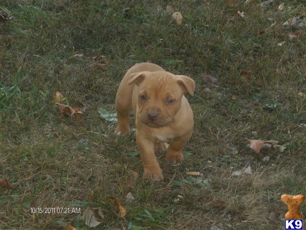Puppies in Beecher city