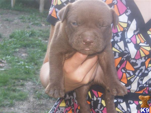 American Pit Bull Puppies in IL