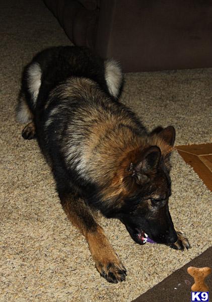Dogs for Sale in MI