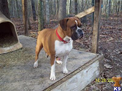Dogs - Boxer