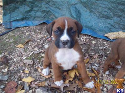 Boxer Puppies for Sale