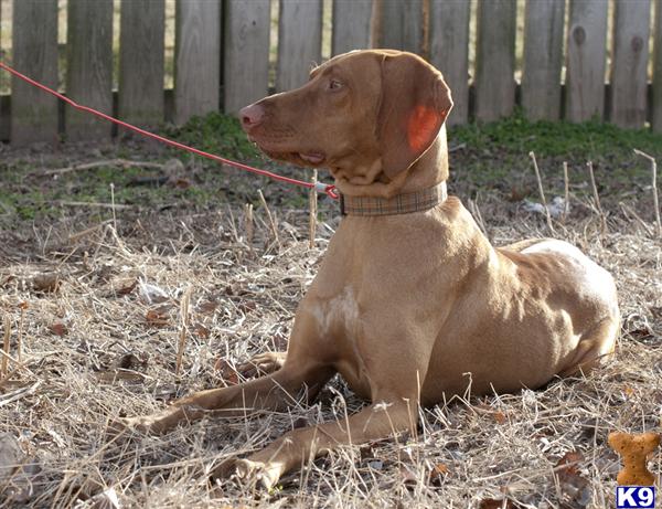 Stud Dogs - Vizsla