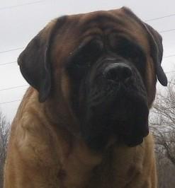 Stud Dogs in OH