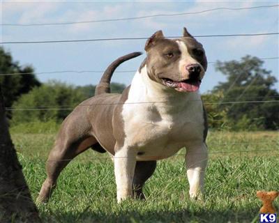 Stud Dogs in NC