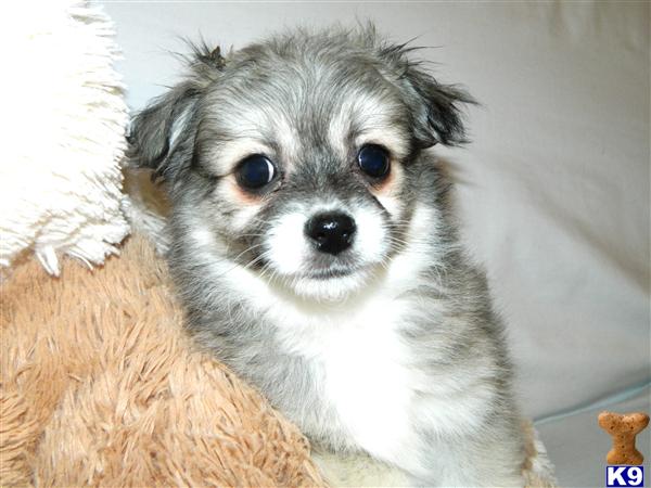 Puppies in VA