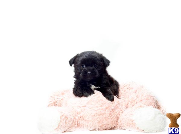 yorkie poo for sale in washington state document moved yorkie poo for sale in washington state document moved