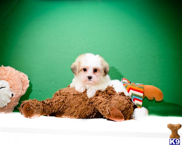 Puppies in VA