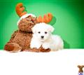 Bichon Frise