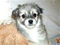 Havanese