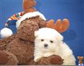 Maltipoo