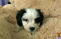 Mixed Breed