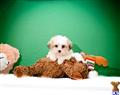 Teddy Roosevelt Terrier