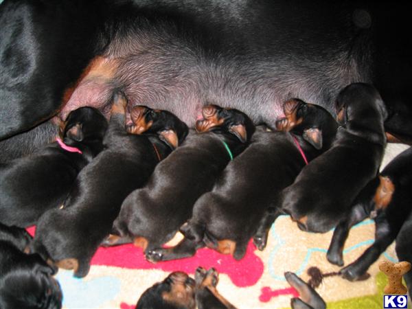 Puppies in NJ