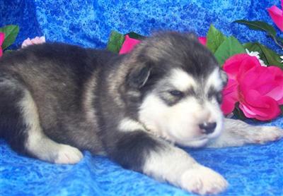 Alaskan Malamute Puppies in TX