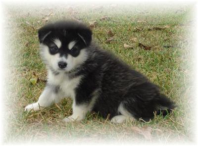 Alaskan Malamute Puppies in TX