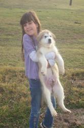 Alaskan Malamute Puppies in TX