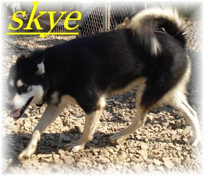 Alaskan Malamute Puppies in TX