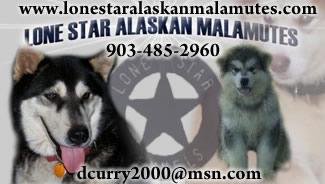 Alaskan Malamute Puppies in TX