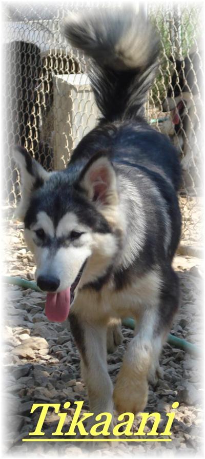 Alaskan Malamute Puppies in TX