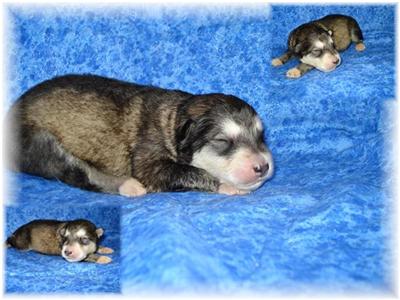Alaskan Malamute Puppies in TX
