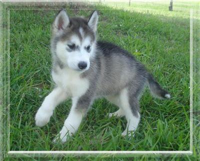 Alaskan Malamute Puppies in TX