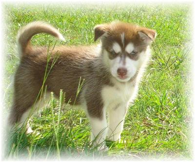 Alaskan Malamute Puppies in TX