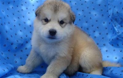 Alaskan Malamute Puppies in TX