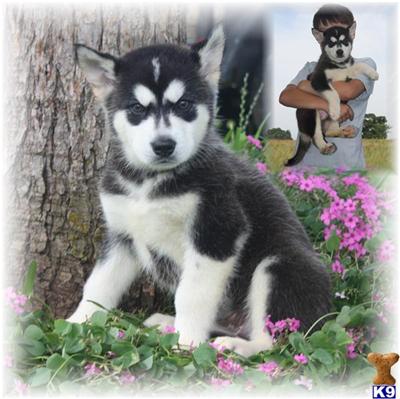 Alaskan Malamute Puppies in TX