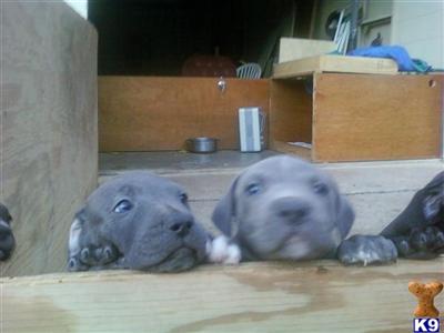 American Bulldog Puppies for Sale
