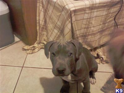 Puppies in Oklahoma city