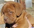 Dogue De Bordeaux