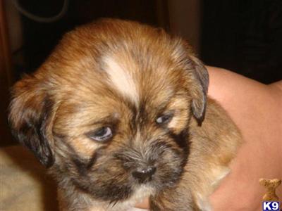 Lhasa Apso Puppies for Sale