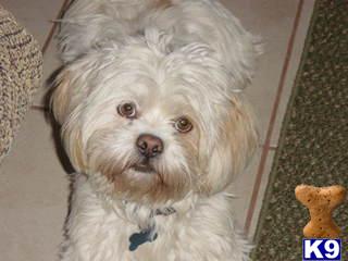 Stud Dogs - Lhasa Apso