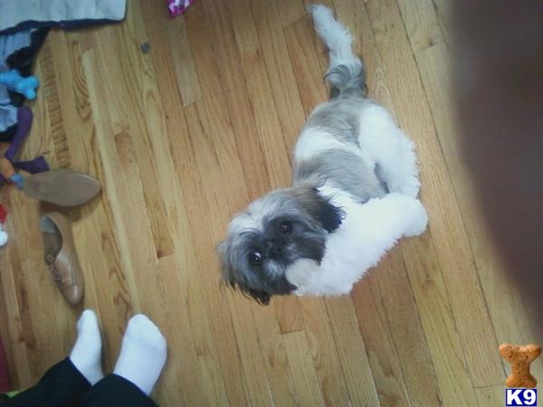 Stud Dogs - Shih Tzu