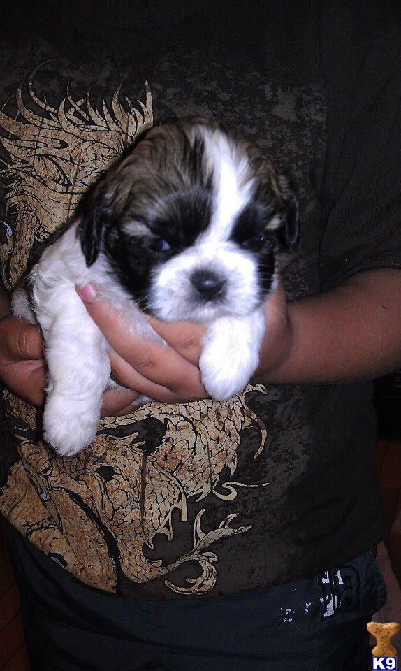 Shih Tzu Puppies