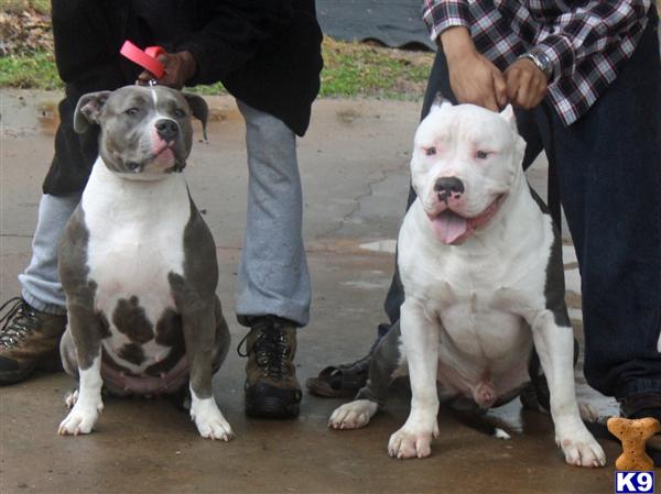 Puppies in GA