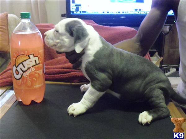 Puppies in GA