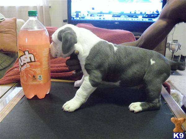 Puppies in GA