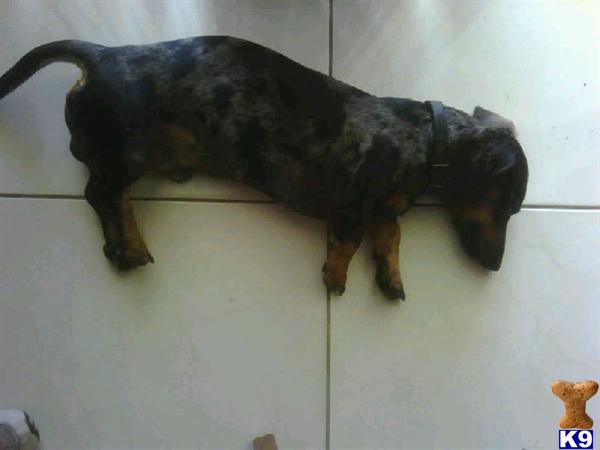 Stud Dogs - Dachshund
