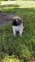 Mastiff
