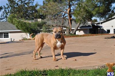 Stud Dogs in CA