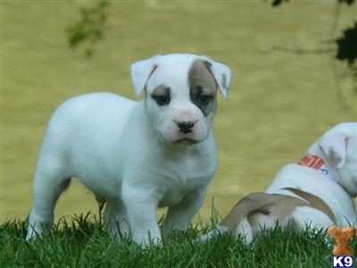 American Bulldog Puppies in PA