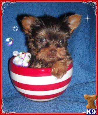 Hypoallergenic Dogs
