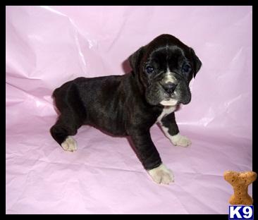 Boxer Puppies for Sale
