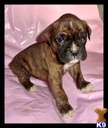 Boxer Puppies for Sale