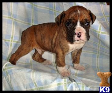 Boxer Puppies for Sale