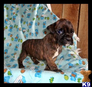 Boxer Puppies for Sale