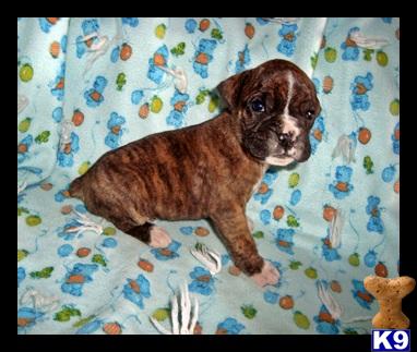 Boxer Puppies for Sale